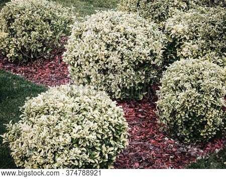 A Lawn Of Decorative Red Slivers With Round Shrubs Of White Turf Splintering On It