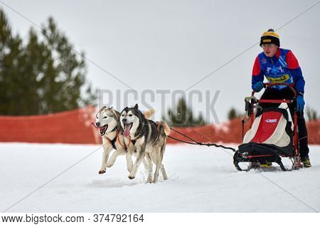 Verkhoshizhemye, Russia - 03.08.2020 - Husky Sled Dog Racing. Winter Dog Sport Sled Team Competition