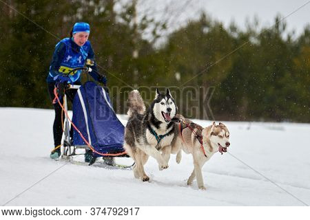 Verkhoshizhemye, Russia - 03.08.2020 - Husky Sled Dog Racing. Winter Dog Sport Sled Team Competition