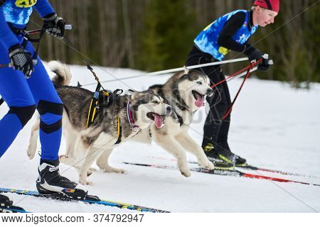 Verkhoshizhemye, Russia - 03.08.2020 - Skijoring Dog Racing. Winter Dog Sport Competition. Siberian 
