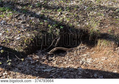 Badger Hole In The Forest. House Of Badgers. Fortification Of Badgers In Forest