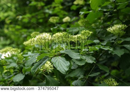 Cornus Controversa In Bloom In The Arboretum
