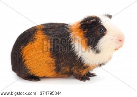 Guinea Pig Isolated On White Background. Funny, Guineapig.