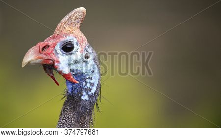Closeup Of A Helmeted Guinefowl Face With A Green Background.