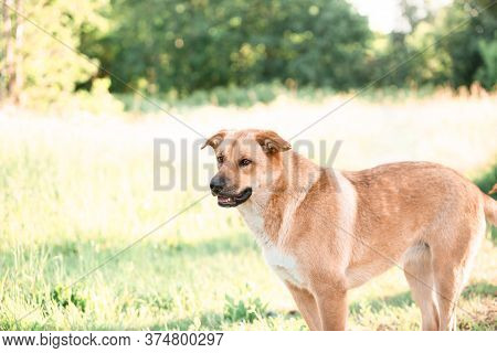 Outbred Homeless Ginger Dog. Pet From The Shelter. Summer Park.