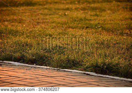 Dew On The Green Grass At Dawn. Selective Focus, Paving Slabs In The Park Through The Meadow, Horizo