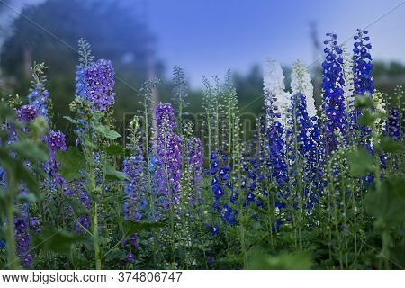 Delphinium Blue Dawn Flowering Plant.