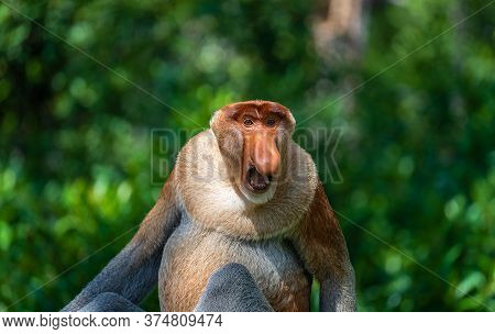 Family Of Wild Proboscis Monkey Or Nasalis Larvatus, In The Rainforest Of Island Borneo, Malaysia, C