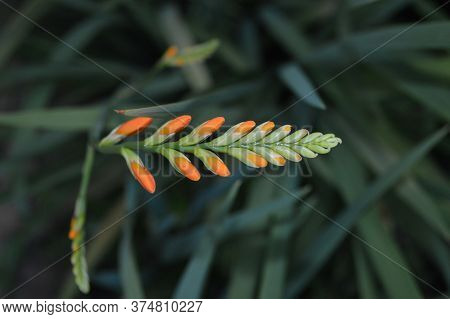 Crocosmia Coppertips Montbretia Orange Flower Head With Muted Foliage Background