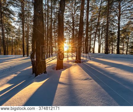 Sunset In The Winter Forest. Front View Of The Sun Piercing Through The Trees And Spreading Gorgeous