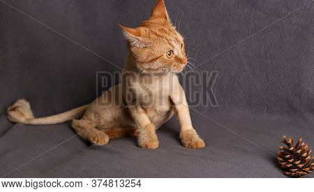 Young Fashionably Trimmed Ginger Cat Warily Looks Away On Gray Background, Horizontal Format