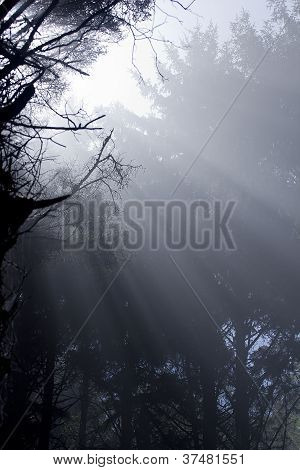 Forest zonlicht