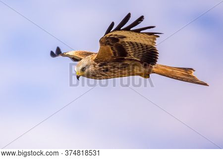 Red Kite (milvus Milvus) Flying In Spanish Pyrenees, Vilagrassa, Catalonia, Spain. April. It Is Resi
