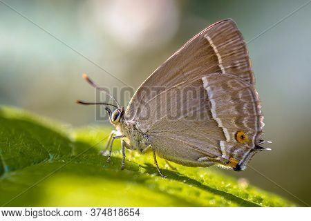 Purple Hairstreak (neozephyrus Quercus) Butterfly Eating Sugars On Leaves Of Oak