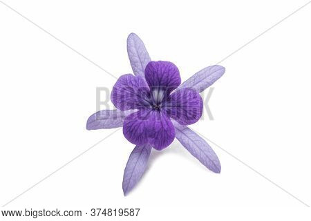 Beautiful  Single Flower Close Up Of  Purple Wreath Vine (petrea Volubilis) Or Queen's Wreath Vine F