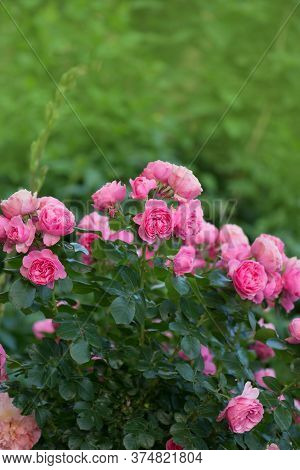 Pink Rose Flowers. Blossom Pink Roses