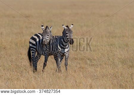 Zebra Standing On The Savanne Of The Masai Mara Game Reserve In Kenya