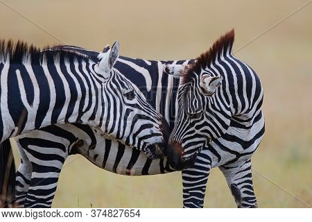 Zebra Standing On The Savanne Of The Masai Mara Game Reserve In Kenya