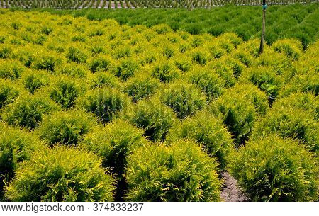 Holmstrup. Nursery For Goldstrike Cedar. Plant Nursery In Bulgaria.