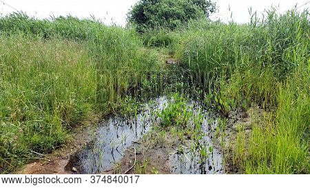 Boggy Areas In The Beka Nature Reserve, Poland