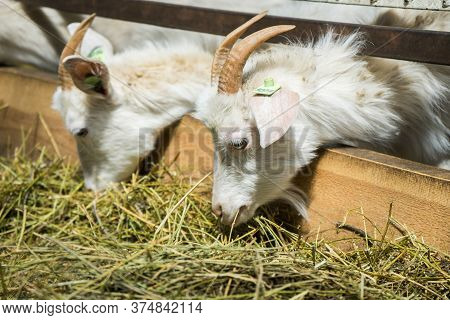 White Goats On A Goat Farm. Goats Grown For Milk Eat Hay On A Farm. Livestock