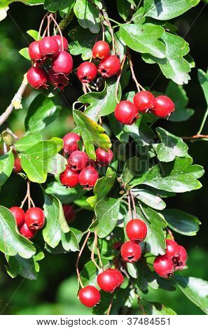 Midland Espino (crataegus Laevigata)