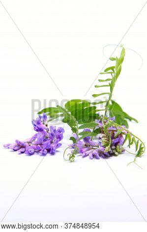 Vicia Cracca Tufted Vetch, Cow Vetch, Bird Vetch, Blue Vetch, Boreal Vetch. Isolated On White Backgr