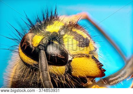 Extreme Sharp And Detailed Study Of Wasp Head On Green Background Taken With Microscope Objective St