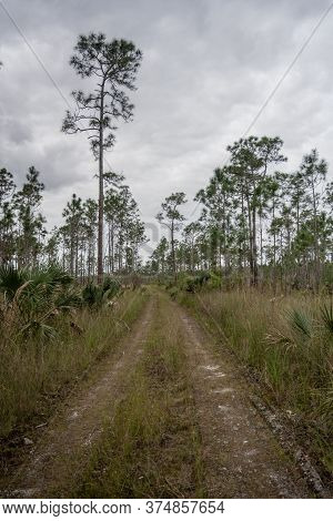 Dirt Trail Through Everglades Prairie And Pinelands