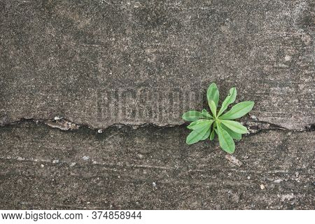 Plant Growing From Cracked Concrete Road, New Life Plant