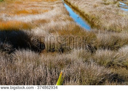 Wetland Or Saltmarsh With Densely Growing Oio Reed And Drain With Heron Wading.
