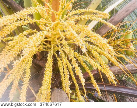The Front View Of A Coconut Tree Flower Having Both Male And Female Flowers From The Spathe.can See 