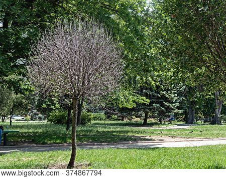 An Amazing Spherical Tree Formed By A Professional Trim, Unfortunately, Dried Up. Located In One Of 