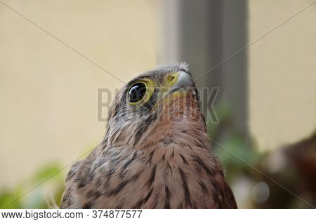 The Face Of A Baby Falcon. Beak And Eyes Of A Wild Bird. Common Kestrel. Close Up.