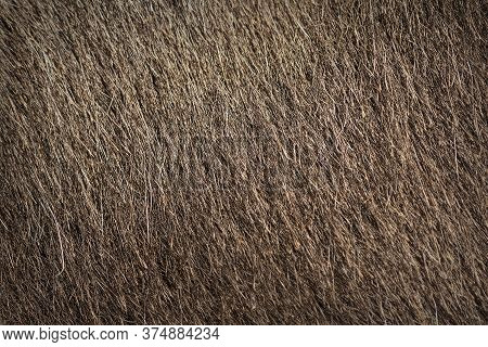 Donkey Textured Fur For Your Design, Brown Hair On Farm Animal