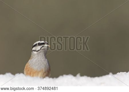 Cramenes, Leon/spain; Feb. 15, 2020. The Rock Bunting (emberiza Cia) Is A Passerine Bird In The Bunt