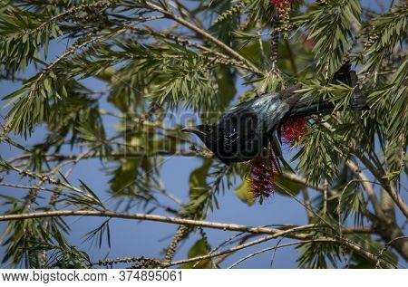 A wild bird playing on tree branch in the green nature .