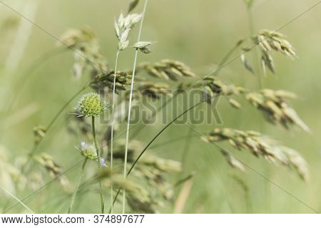 Nature Background With Wildgrass Under Sunlight. Selective Focus. Plant Background.