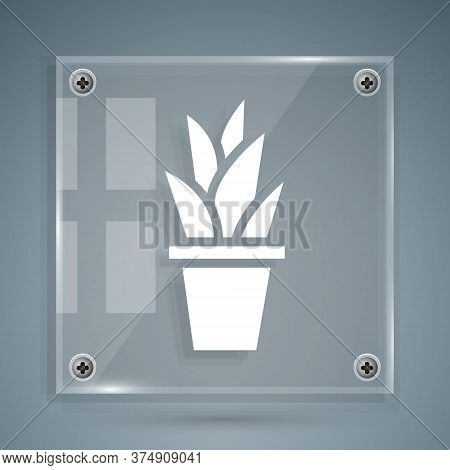 White Plant In Pot Icon Isolated On Grey Background. Plant Growing In A Pot. Potted Plant Sign. Squa