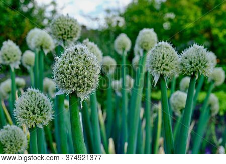 Blooming Welsh Onion In The Vegetable Garden, Allium Fistulosum Close-up