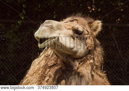 The Safari In The Royal Court Is A Unique Place In The Czech Republic