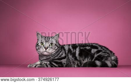 Handsome Black Silver Blotched British Shorthair Cat, Laying Down Side Ways. Looking Curious Towards