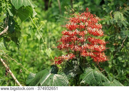 Pagoda Flower Is Herbaceous With A Medium Shrub. Found In Flood
