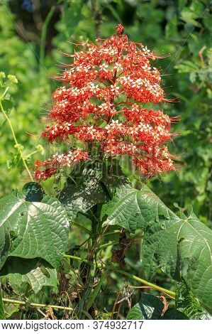 Pagoda Flower Is Herbaceous With A Medium Shrub. Found In Flood