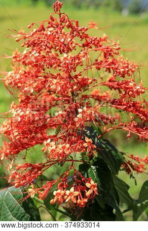 Close Up Red Flowers Of Clerodendrum Paniculatum Or Pagoda Flowe