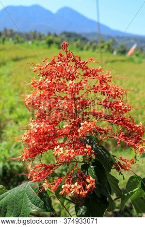 Pagoda Flower Is Herbaceous With A Medium Shrub. Found In Flood