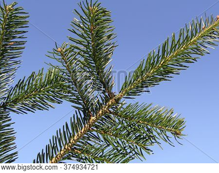 Nordmann Fir Tree Needle Conifer Evergreen Branch