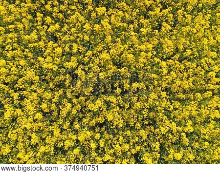 Blooming Yellow Rapeseed Field, Shooting Sunny Summer Day.