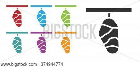 Black Butterfly Cocoon Icon Isolated On White Background. Pupa Of The Butterfly. Set Icons Colorful.