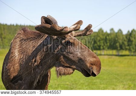 An Adult Moose Bull Close Up In Bjurholm
